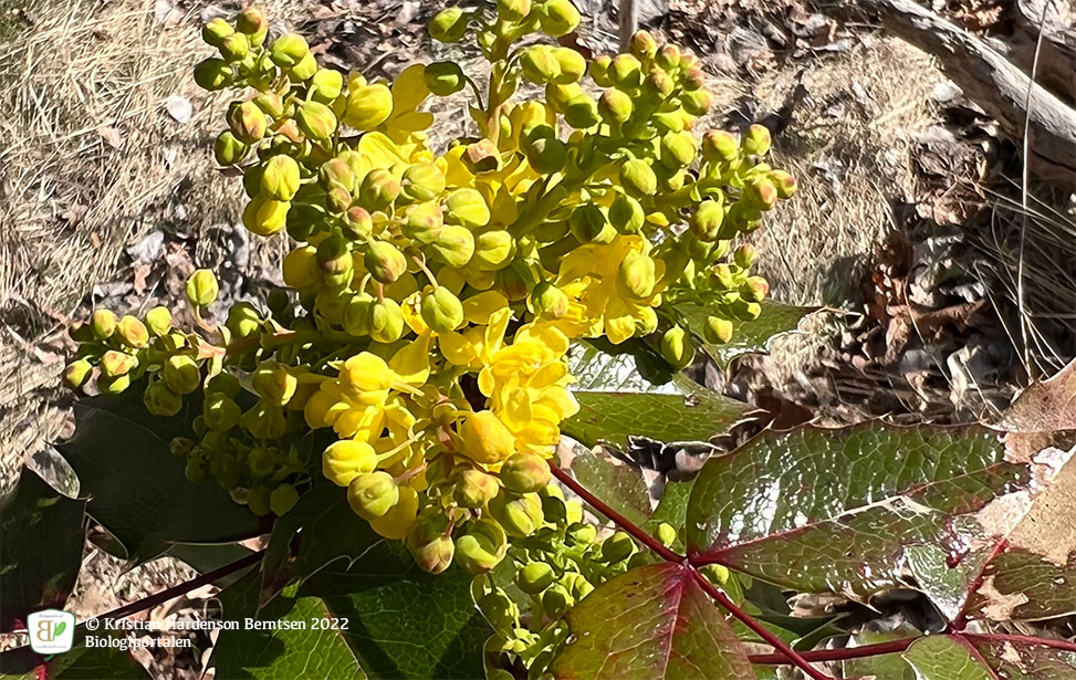 Mahonie  <small><em>Mahonia aquifolium </em></small>