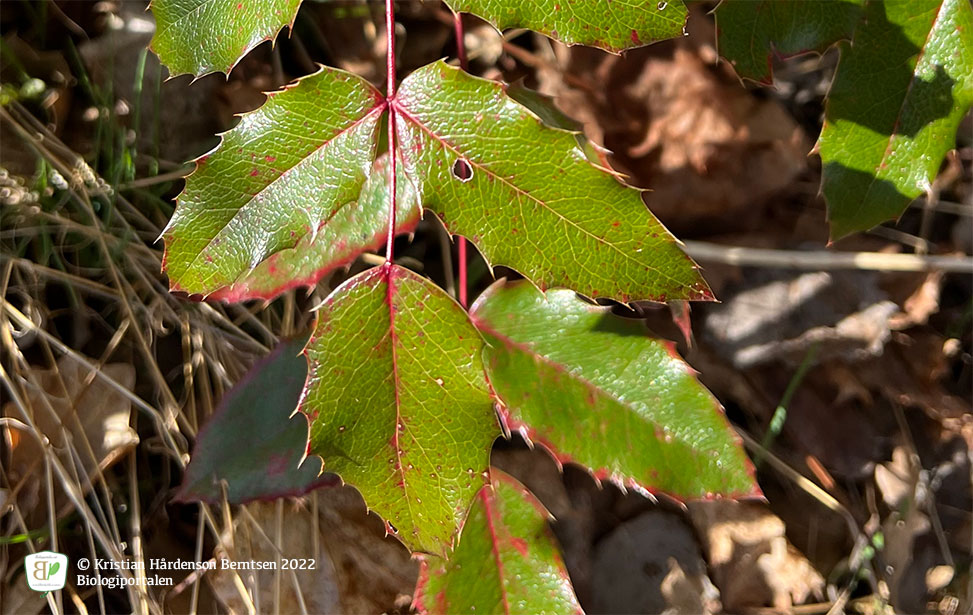 Mahonie  <small><em>Mahonia aquifolium </em></small>